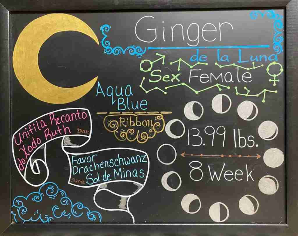 Chalkboard for Fila Brasileiro puppy Ginger de la Luna showing 13.99 pounds at 8 weeks