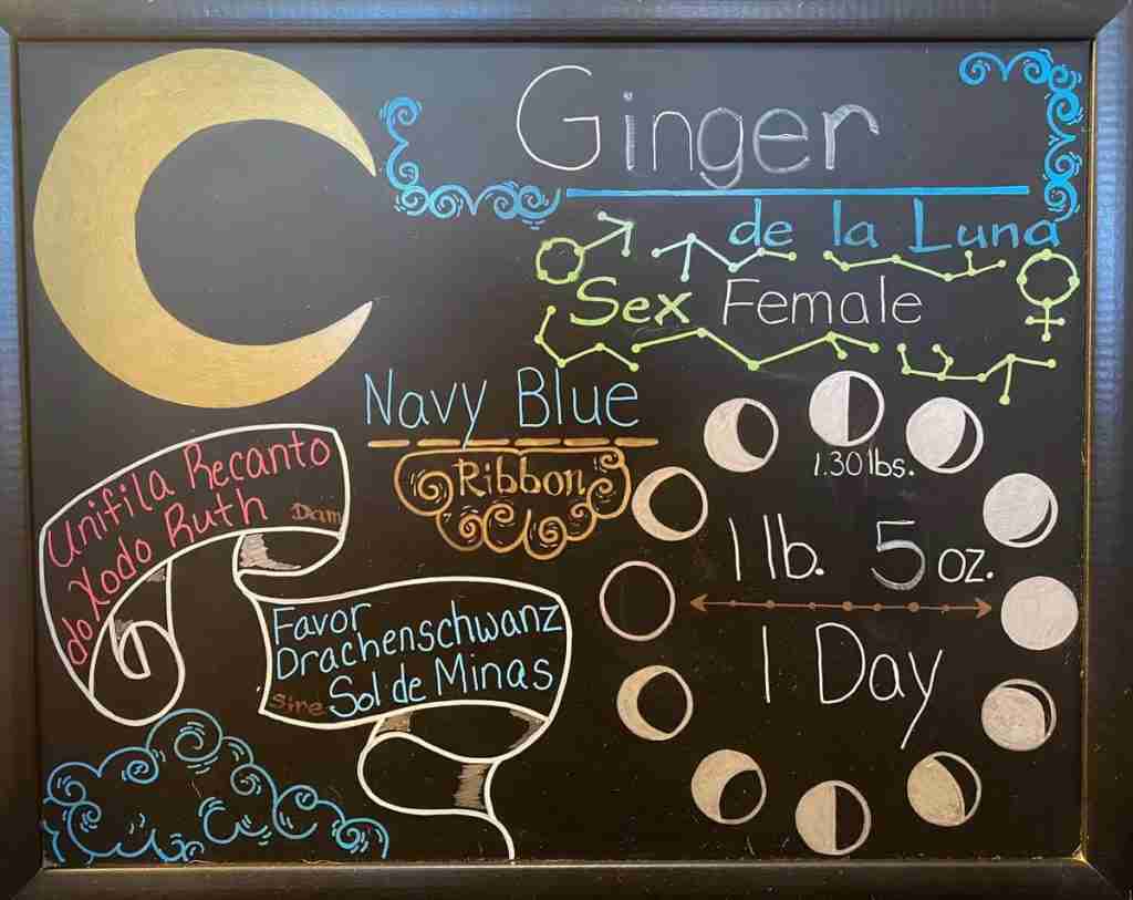 Chalkboard birth announcement for Fila Brasileiro puppy Ginger de la Luna showing 1 pound, 5 ounces at one day old