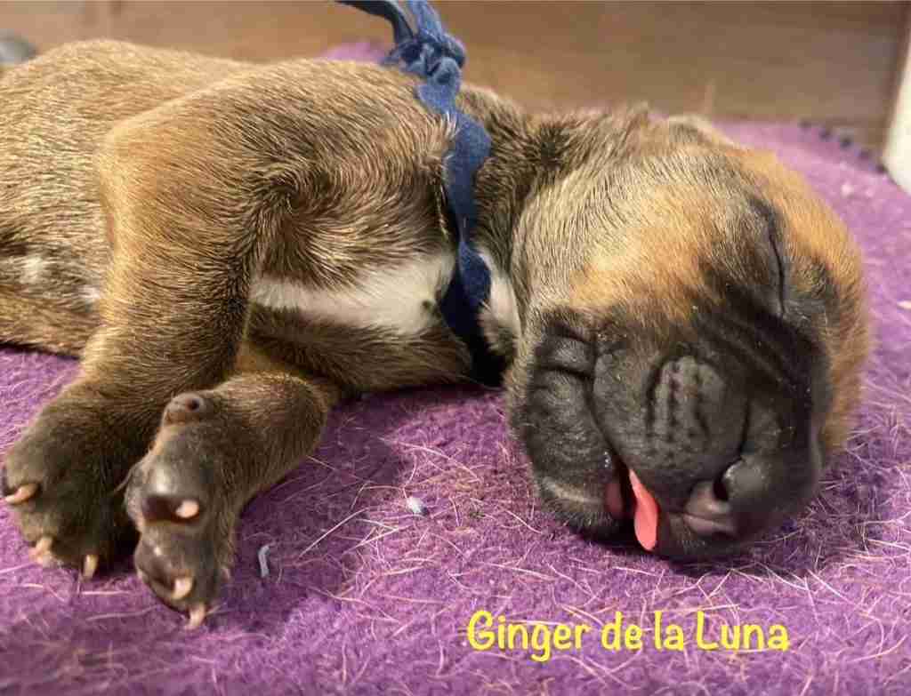 Ginger de la Luna, a Fila Brasileiro puppy, asleep on a purple blanket wearing a navy blue ribbon
