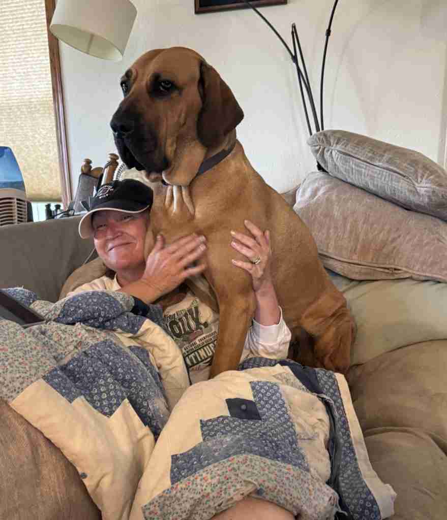 Ginger, a 125-pound Fila Brasileiro, sits on a woman’s lap on the couch at home