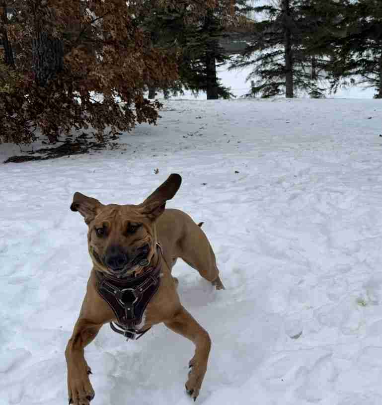 Ginger, a Fila Brasileiro, leaps through deep snow with her ears flying, with pines and a cabin behind her