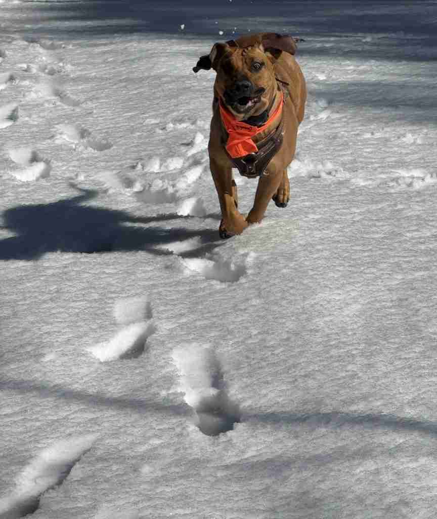 Ginger, a Fila Brasileiro, runs through the snow toward the camera in a blaze orange bandana and leather harness