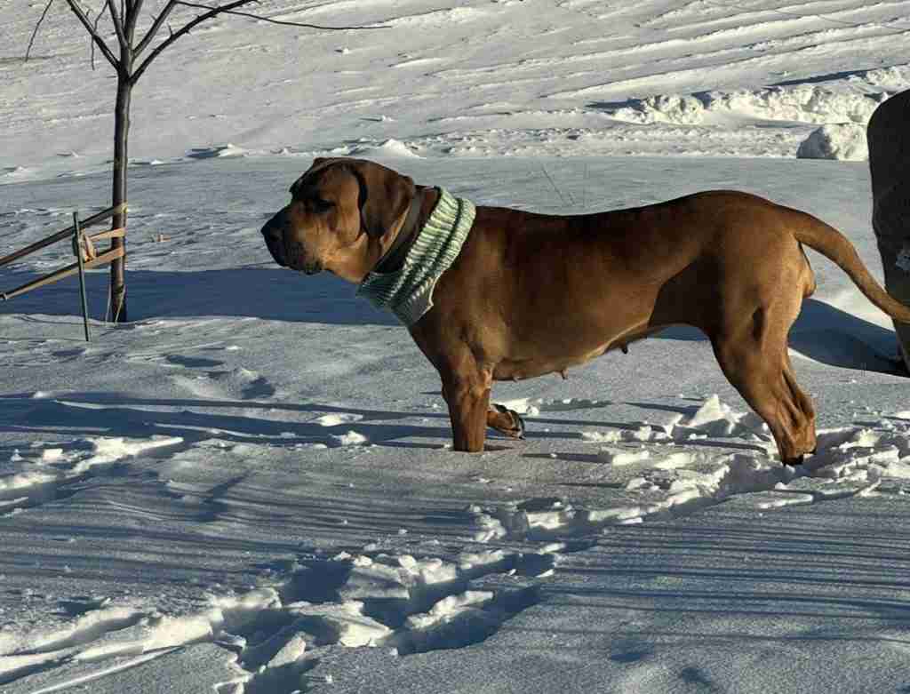Ginger, a fawn Fila Brasileiro, stands in the snow wearing a green knit neck warmer